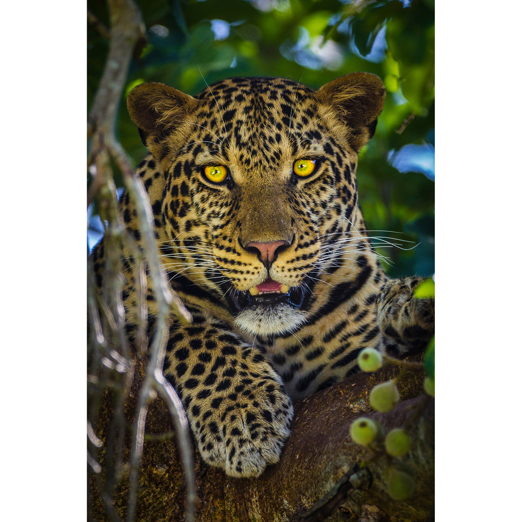 [High Quality Metal Prints & Acrylic Prints] - Level Fine Art
