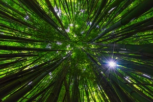 [High Quality Metal Prints & Acrylic Prints] - Level Fine Art