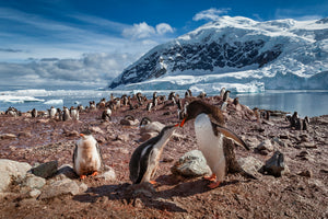 [High Quality Metal Prints & Acrylic Prints] - Level Fine Art